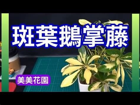 頭上有梁 鵝掌藤風水